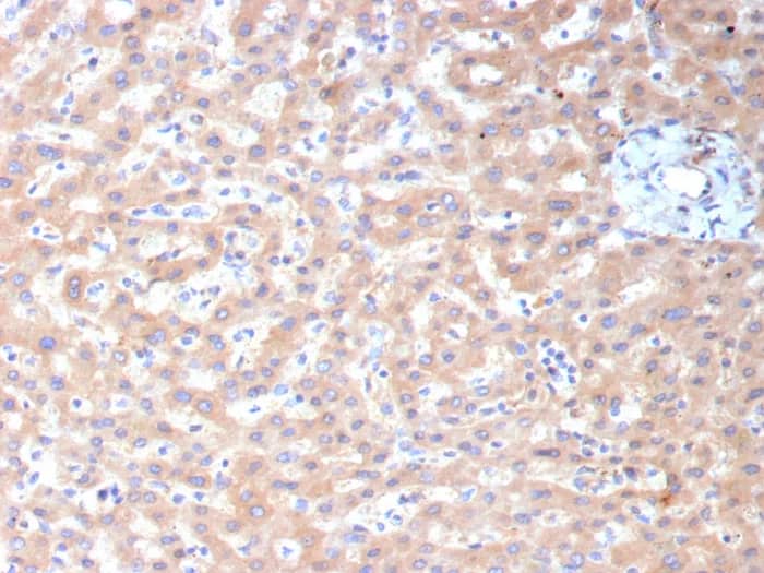 ALDH1L1 Antibody (ALDH1L1/7959) Immunohistochemistry-Paraffin: ALDH1L1 Antibody (ALDH1L1/7959) [NBP3-23773] -