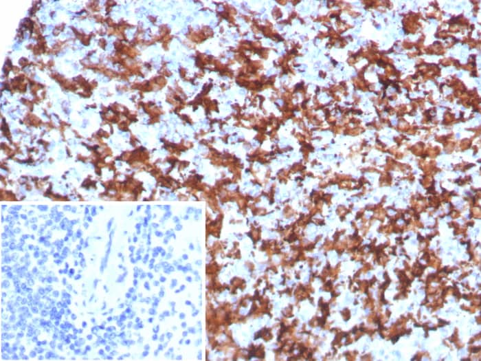 AIF-1/Iba1 Antibody (AIF1/8970R)