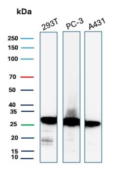 RPS23 Antibody (YWHAE/8636R) Western Blot: RPS23 Antibody (YWHAE/8636R) [NBP3-23780] -