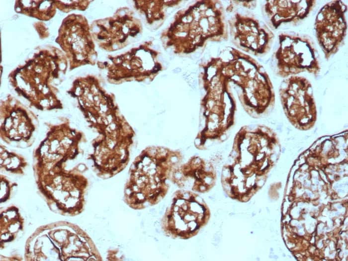 Neprilysin/CD10 Antibody (rMME/8584) Immunohistochemistry-Paraffin: Neprilysin/CD10 Antibody (rMME/8584) [NBP3-23785] -