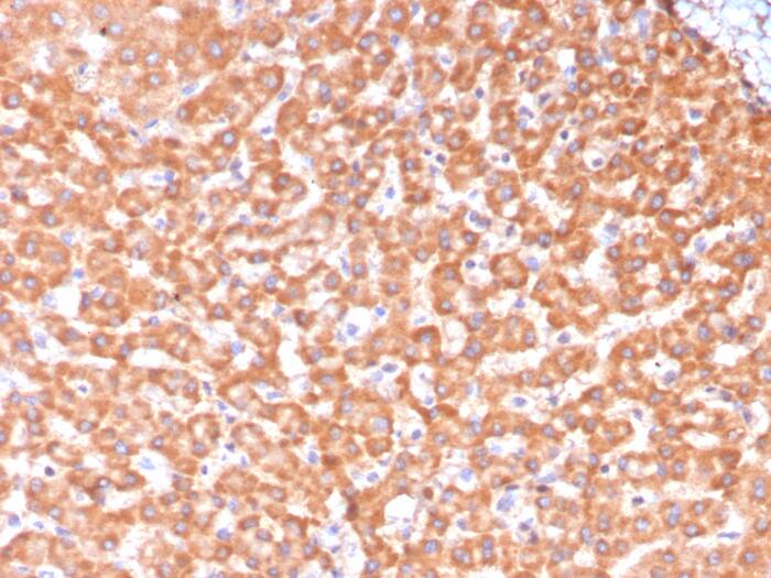 ALDH1L1 Antibody (ALDH1L1/7969)