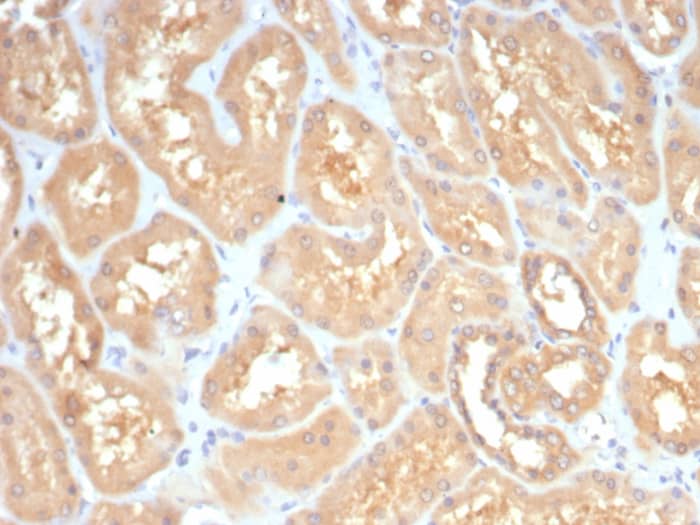GBX2 Antibody (GBX2/7235)
