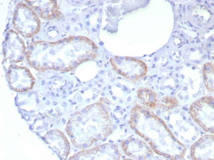 N-Cadherin Antibody (rCDH2/8291)