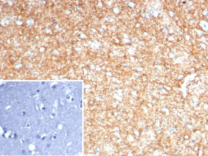 GFAP Antibody (GFAP/8255R) Immunohistochemistry-Paraffin: GFAP Antibody (GFAP/8255R) [NBP3-23854] -