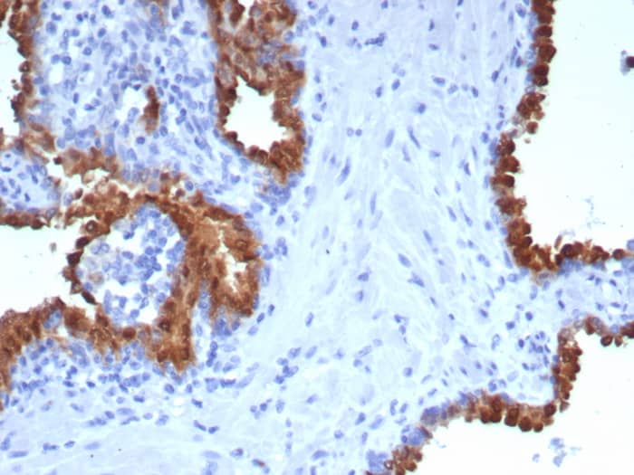 PTP pi/PTPRU Antibody (PTPRU/7616)