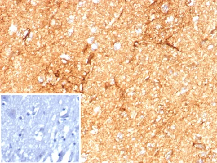 GFAP Antibody (GFAP/8615R) Immunohistochemistry-Paraffin: GFAP Antibody (GFAP/8615R) [NBP3-23869] -