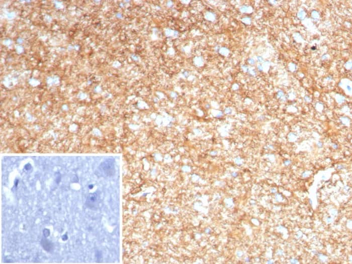 GFAP Antibody (GFAP/8616R) Immunohistochemistry-Paraffin: GFAP Antibody (GFAP/8616R) [NBP3-23870] -