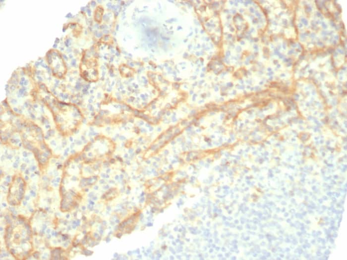 TIM-3 Antibody (TIM3/6863R)