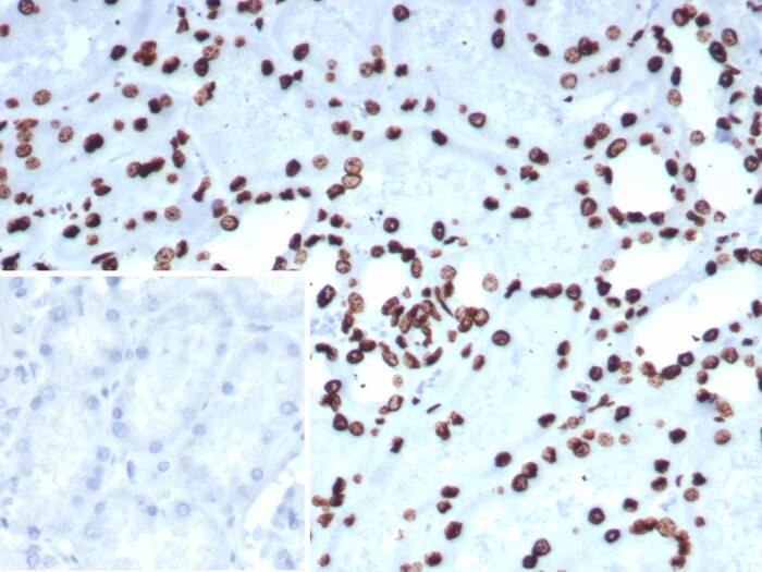 Pet1 Antibody (FEV/7311)