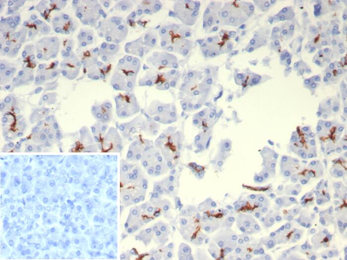 CFTR Antibody (rCFTR/8048)