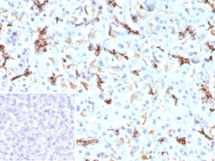 CFTR Antibody (CFTR/9148R) Immunohistochemistry-Paraffin: CFTR Antibody (CFTR/9148R) [NBP3-23937] -