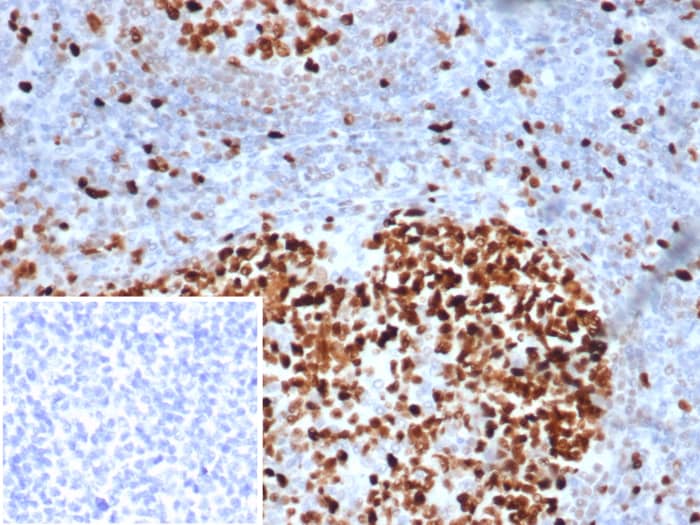 MCM3 Antibody (MCM3/6706)