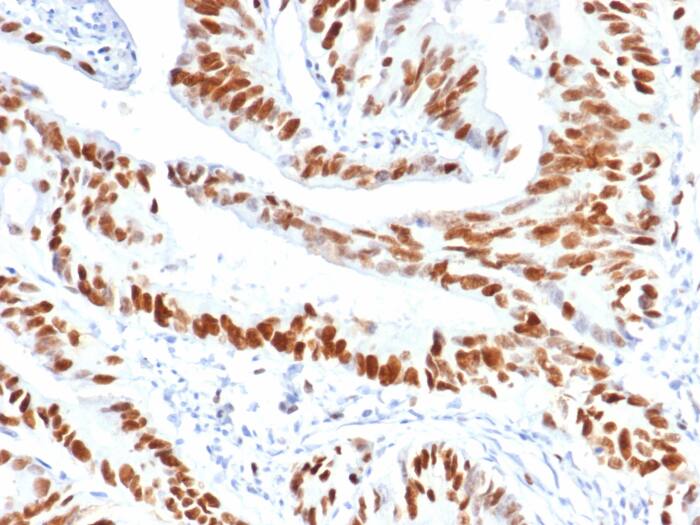 MCM3 Antibody (MCM3/6706)