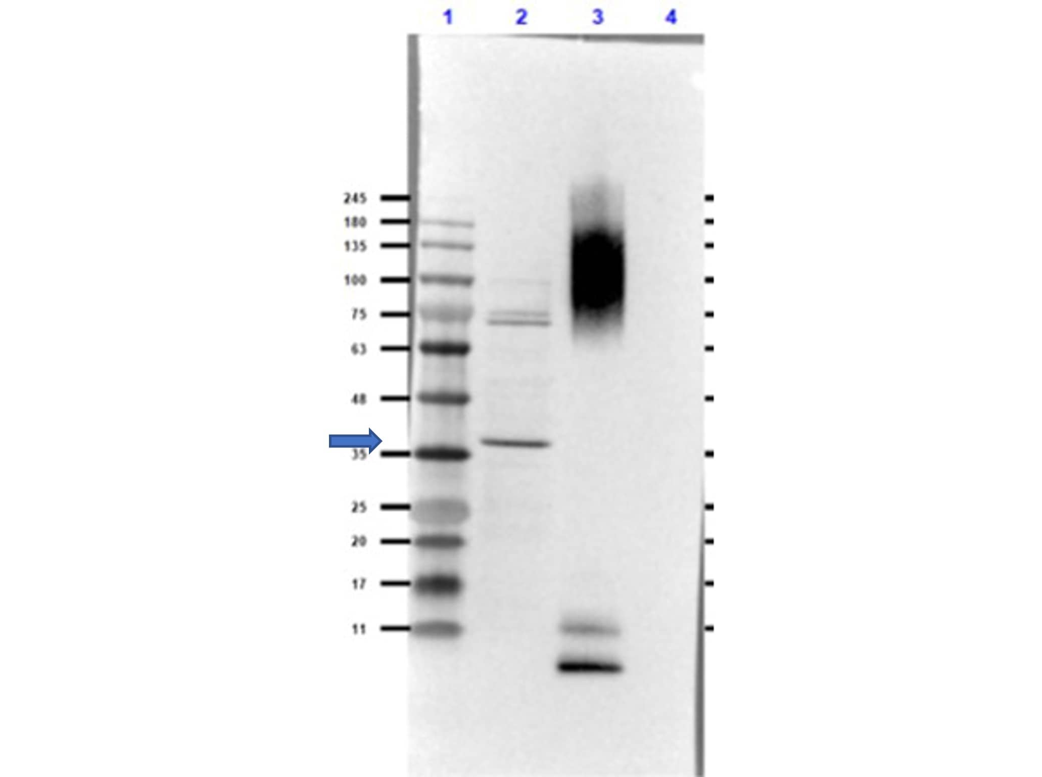 Glucagon Antibody Western Blot: Glucagon Antibody [NBP3-23954] -