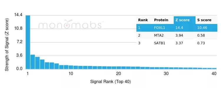 FOXI1 Antibody (PCRP-FOXI1-1C4) - Azide and BSA Free Protein Array: FOXI1 Antibody (PCRP-FOXI1-1C4) - Azide and BSA Free [NBP3-23998] -