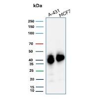 TROP-2 Antibody (TACSTD2/7349R) - Azide and BSA Free Western Blot: TROP-2 Antibody (TACSTD2/7349R) - Azide and BSA Free [NBP3-24007] -
