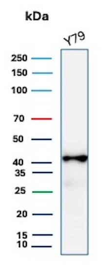 Glutamine Synthetase Antibody (GLUL/8996R) - Azide and BSA Free Western Blot: Glutamine Synthetase Antibody (GLUL/8996R) - Azide and BSA Free [NBP3-24031] -