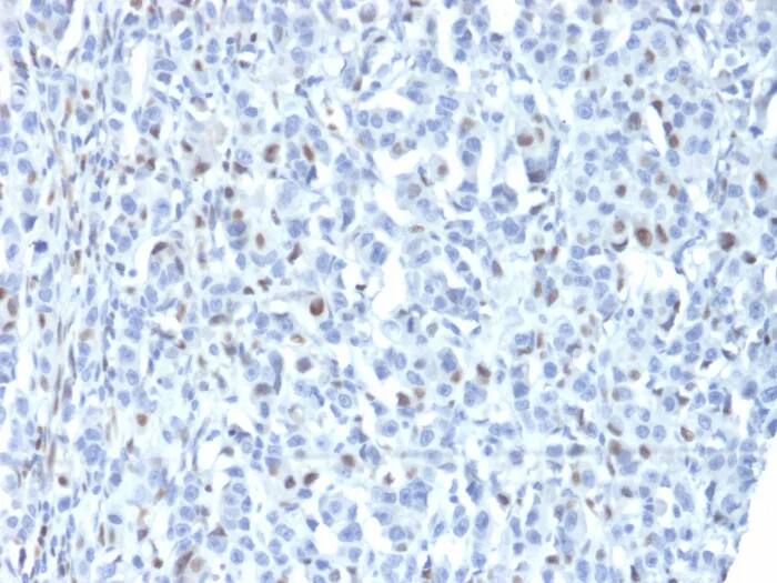ZNF232 Antibody (PCRP-ZNF232-1D5) - Azide and BSA Free Immunohistochemistry-Paraffin: ZNF232 Antibody (PCRP-ZNF232-1D5) - Azide and BSA Free [NBP3-24040] -