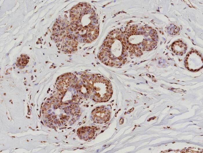 RNA Polymerase II/POLR2A Antibody (POLR2A/9089R) - Azide and BSA Free Immunohistochemistry-Paraffin: RNA Polymerase II/POLR2A Antibody (POLR2A/9089R) - Azide and BSA Free [NBP3-24041] -