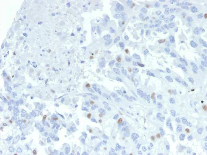 ZNF232 Antibody (PCRP-ZNF232-2B3) - Azide and BSA Free Immunohistochemistry-Paraffin: ZNF232 Antibody (PCRP-ZNF232-2B3) - Azide and BSA Free [NBP3-24043] -