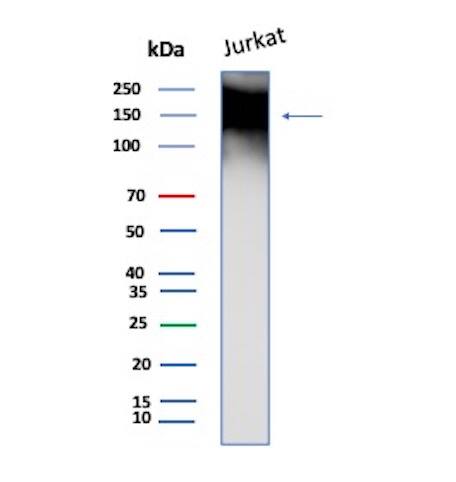 TAG-72 Antibody (TAG72/8317R) - Azide and BSA Free Western Blot: TAG-72 Antibody (TAG72/8317R) - Azide and BSA Free [NBP3-24049] -