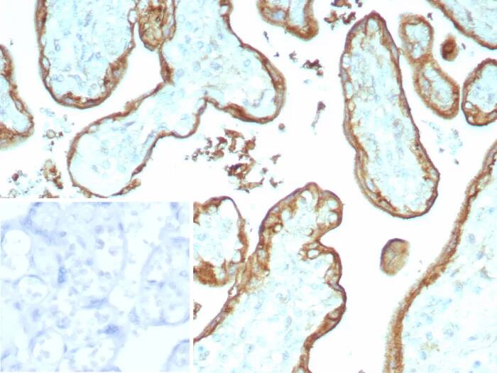 EMMPRIN/CD147 Antibody (BSG/9223R) - Azide and BSA Free Immunohistochemistry-Paraffin: EMMPRIN/CD147 Antibody (BSG/9223R) - Azide and BSA Free [NBP3-24075] -