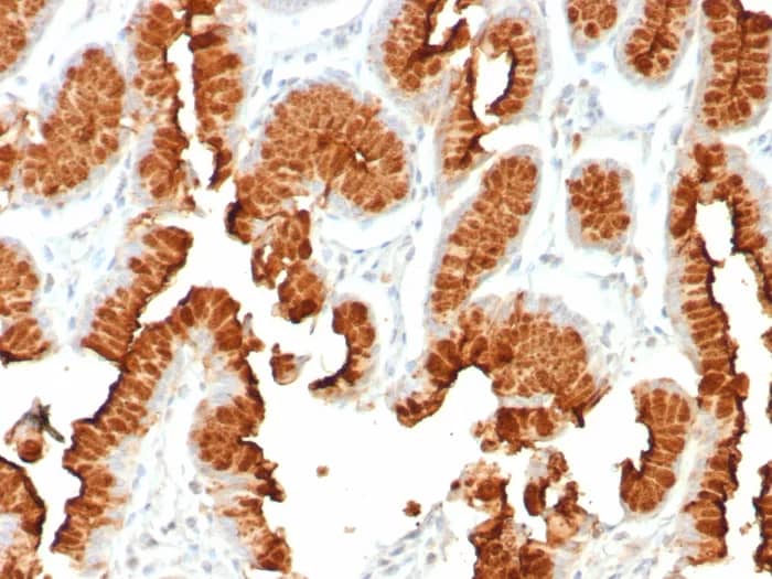 MUC5AC Antibody (rMUC5AC/8052) - Azide and BSA Free Immunohistochemistry-Paraffin: MUC5AC Antibody (rMUC5AC/8052) - Azide and BSA Free [NBP3-24092] -