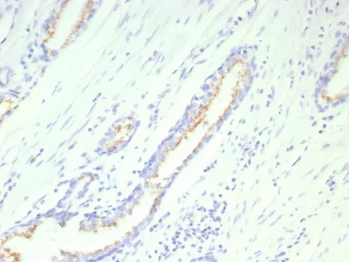 SLC45A3/Prostein Antibody (SLC45A3/9216R) - Azide and BSA Free Immunohistochemistry-Paraffin: SLC45A3/Prostein Antibody (SLC45A3/9216R) - Azide and BSA Free [NBP3-24122] -