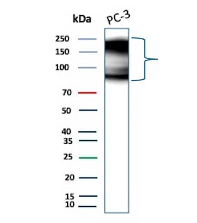 TfR (Transferrin R) Antibody (TFRC/9106R) - Azide and BSA Free Western Blot: TfR (Transferrin R) Antibody (TFRC/9106R) - Azide and BSA Free [NBP3-24124] -