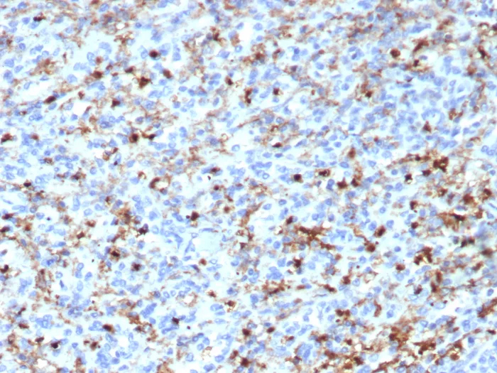 CD163L1 Antibody (CD163L1/7971) - Azide and BSA Free Immunohistochemistry-Paraffin: CD163L1 Antibody (CD163L1/7971) - Azide and BSA Free [NBP3-24128] -
