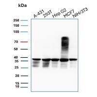 PCNA Antibody (PCNA/8633R) - Azide and BSA Free Western Blot: PCNA Antibody (PCNA/8633R) - Azide and BSA Free [NBP3-24133] -