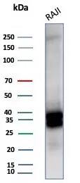 CD20 Antibody (MS4A1/6993R) - Azide and BSA Free Western Blot: CD20 Antibody (MS4A1/6993R) - Azide and BSA Free [NBP3-24154] -