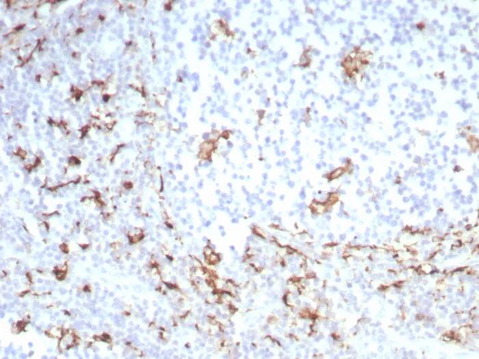 CD163 Antibody (M130/8821R) - Azide and BSA Free Immunohistochemistry-Paraffin: CD163 Antibody (M130/8821R) - Azide and BSA Free [NBP3-24193] -