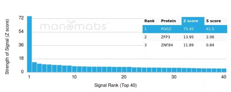 POGZ Antibody (PCRP-POGZ-1B2) - Azide and BSA Free Protein Array: POGZ Antibody (PCRP-POGZ-1B2) - Azide and BSA Free [NBP3-24195] -