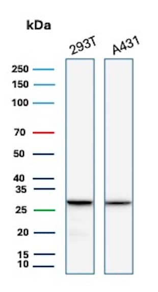 RPS23 Antibody (rYWHAE/8860) - Azide and BSA Free Western Blot: RPS23 Antibody (rYWHAE/8860) - Azide and BSA Free [NBP3-24213] -