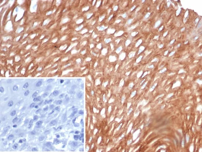 CHID1 Antibody (CHID1/6368) - Azide and BSA Free Immunohistochemistry-Paraffin: CHID1 Antibody (CHID1/6368) - Azide and BSA Free [NBP3-24214] -