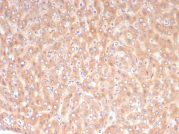 ALDH1L1 Antibody (ALDH1L1/7968) - Azide and BSA Free Immunohistochemistry-Paraffin: ALDH1L1 Antibody (ALDH1L1/7968) - Azide and BSA Free [NBP3-24223] -