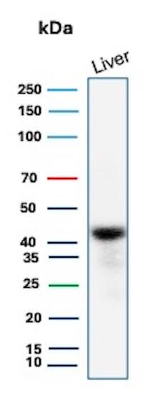 Glutamine Synthetase Antibody (rGLUL/8620) - Azide and BSA Free Western Blot: Glutamine Synthetase Antibody (rGLUL/8620) - Azide and BSA Free [NBP3-24262] -