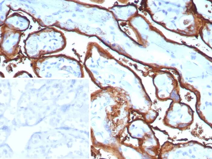 Alkaline Phosphatase/ALPP Antibody (ALPP/9109R) - Azide and BSA Free Immunohistochemistry-Paraffin: Alkaline Phosphatase/ALPP Antibody (ALPP/9109R) - Azide and BSA Free [NBP3-24277] -