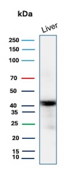 Glutamine Synthetase Antibody (rGLUL/8621) - Azide and BSA Free Western Blot: Glutamine Synthetase Antibody (rGLUL/8621) - Azide and BSA Free [NBP3-24286] -