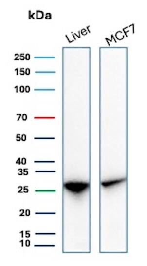 HSP27 Antibody (rHSPB1/7298) - Azide and BSA Free Western Blot: HSP27 Antibody (rHSPB1/7298) - Azide and BSA Free [NBP3-24296] -