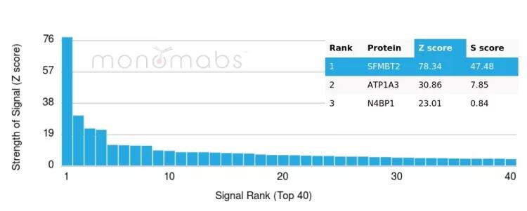 SFMBT2 Antibody (PCRP-SFMBT2-1B7) - Azide and BSA Free Protein Array: SFMBT2 Antibody (PCRP-SFMBT2-1B7) - Azide and BSA Free [NBP3-24306] -