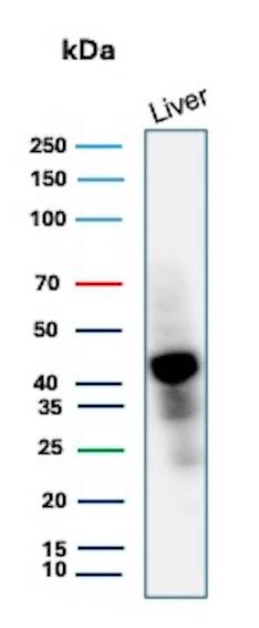 Glutamine Synthetase Antibody (GLUL/8619R) - Azide and BSA Free Western Blot: Glutamine Synthetase Antibody (GLUL/8619R) - Azide and BSA Free [NBP3-24316] -