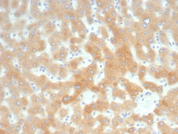 RBP4/Retinol-Binding Protein 4 Antibody (RBP4/8090R) - Azide and BSA Free Immunohistochemistry-Paraffin: RBP4/Retinol-Binding Protein 4 Antibody (RBP4/8090R) - Azide and BSA Free [NBP3-24346] -