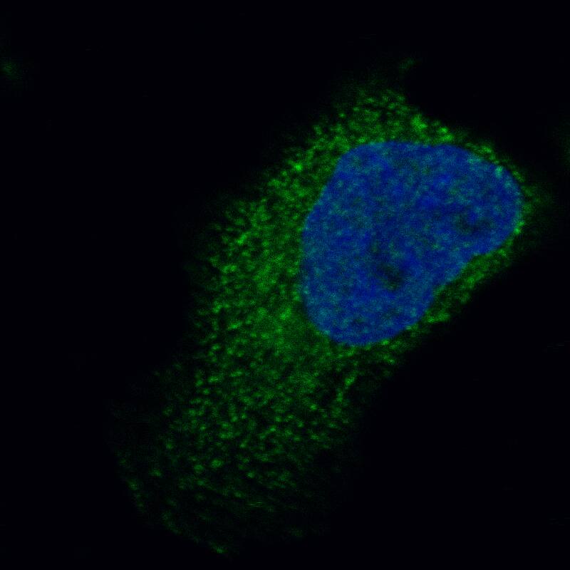 Troponin T Type 2 (cardiac) Antibody (CL13403) - BSA Free Immunocytochemistry/ Immunofluorescence: Troponin T Type 2 (cardiac) Antibody (CL13403) [NBP3-24557]