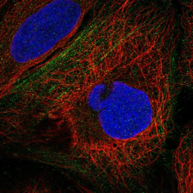 BPIFB4 Antibody Immunocytochemistry/Immunofluorescence: BPIFB4 Antibody [NBP3-24699]