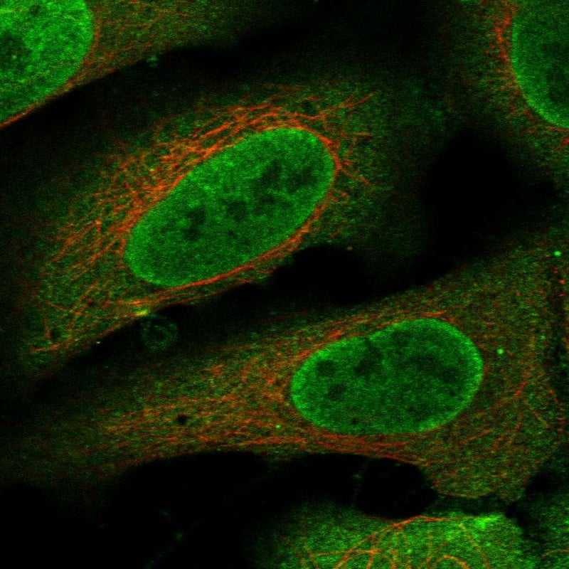 CCDC110 Antibody Immunocytochemistry/Immunofluorescence: CCDC110 Antibody [NBP3-24709]