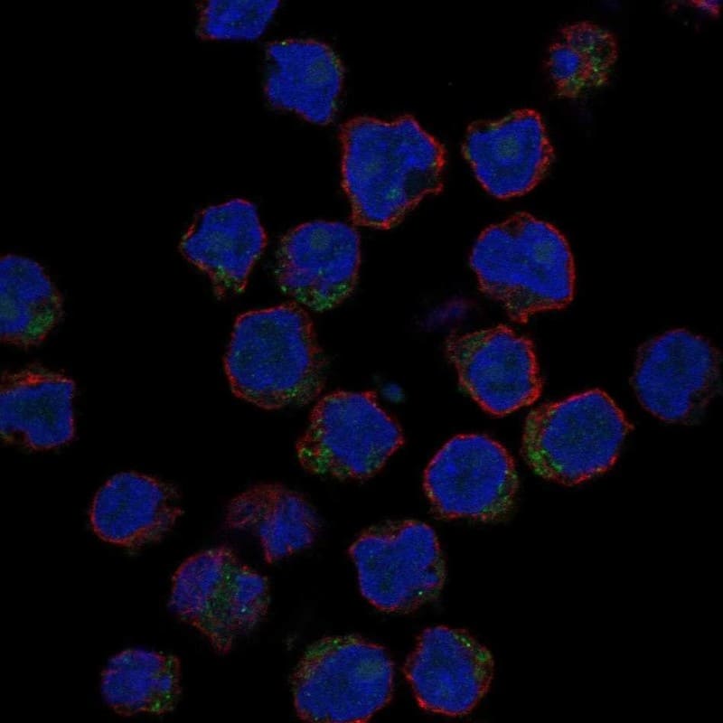 CD1e Antibody Immunocytochemistry/Immunofluorescence: CD1e Antibody [NBP3-24723]