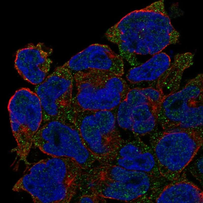 CD27/TNFRSF7 Antibody Immunocytochemistry/Immunofluorescence: CD27/TNFRSF7 Antibody [NBP3-24724]