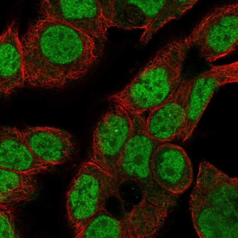 CDK2AP2 Antibody Immunocytochemistry/Immunofluorescence: CDK2AP2 Antibody [NBP3-24727]